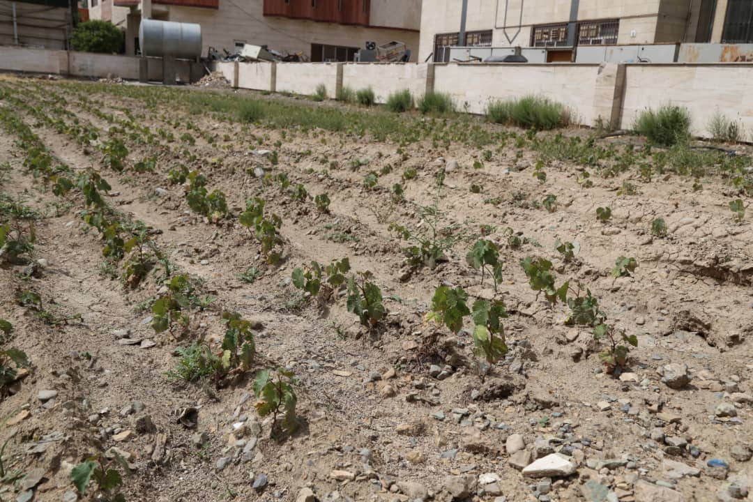 کشت ۱۴ هزار نهال‌چه یا گیاه‌چه حاصل از تولید کشت بافت در اراضی سایت واحد شهرقدس