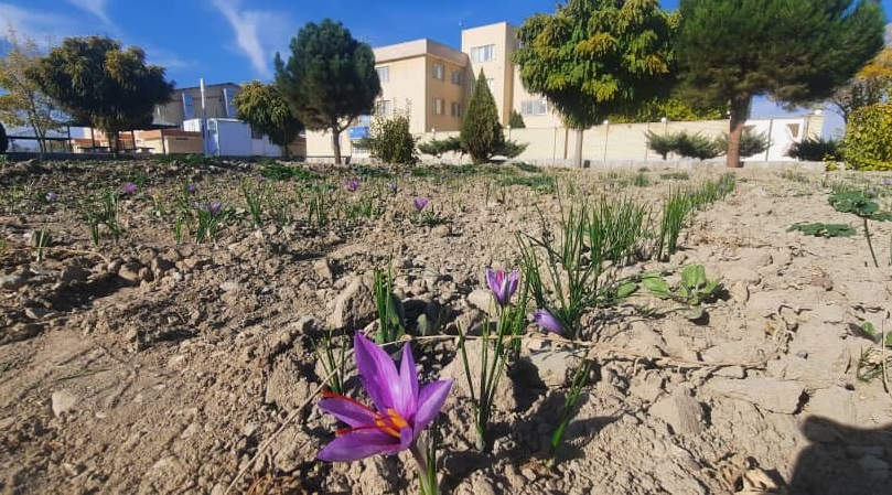 آغاز نخستین دوره برداشت گل زعفران در دانشگاه آزاد اسلامی گلپایگان