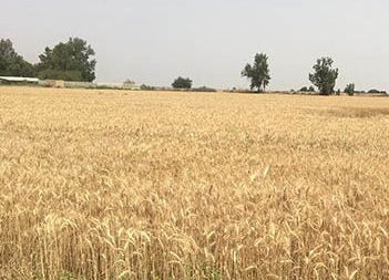 برداشت بیش از ۶ تن گندم از مزارع دانشگاه آزاد اسلامی اهواز