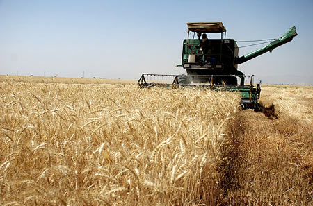 hhe2738-wheat-iran.jpg
