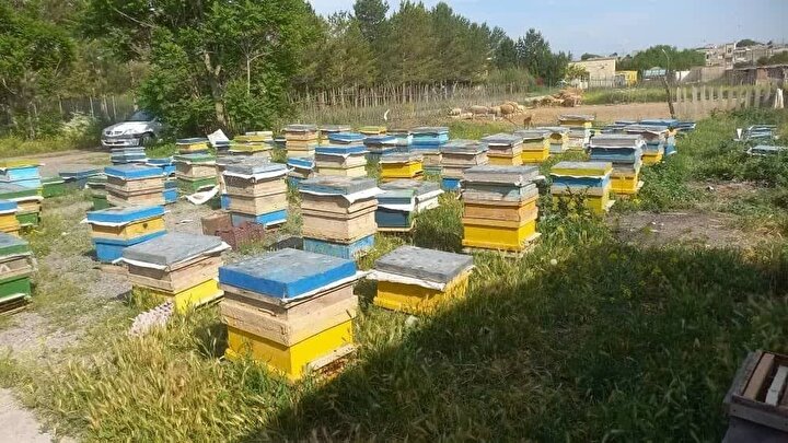 بجهود الخبراء في جامعة آزاد.. الانتهاء من آلية إنتاج العسل المُحسن