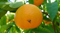 Irradiation Method Reduces Mediterranean Fruit Fly Damages in Citrus Orchards of Iran