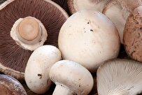 Fiber from Crustaceans, Insects, Mushrooms Promotes Digestion