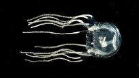 Brainless Jellyfish Use Eyes, Bundles of Nerves to Learn