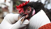 Iranian Researchers Produce Recombinant Bird Flu Vaccine