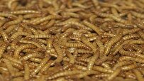 Iranian Knowledge-Based Firm Produces Animal Feed Protein from Insects