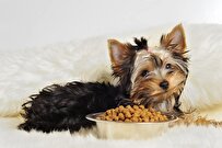 Food vs Toys – Scientists Reveal What Dogs Truly Prefer