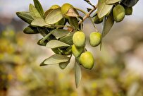 Iranian Specialists Make Device for Physical Purification of Olive Oil without Harmful Chemicals
