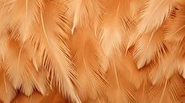 Generating Clean Electricity with Chicken Feathers