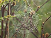 Future of Sustainable Clothing: New Breakthrough in Synthetic Spider Silk Fabrication