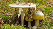 Scientists Find Antidote for Death Cap Mushrooms