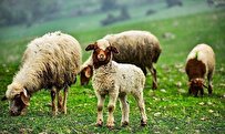 Iranian Researchers Apply Scientific Method to Improve Breeding in Lightweight Livestock