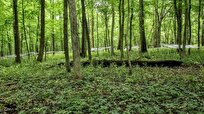 Soil Microbes that Survived Tough Climates Can Help Young Trees Do Same