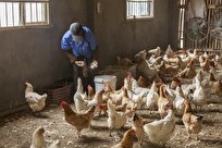 Iranian Scientists Use Insect Protein Powder to Feed Livestock, Poultry