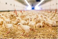 Iranian Researchers Obtain New Formulation to Combat Red Mite in Poultry Industry