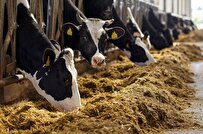 Iranian Company Produce S-Urea to Increase Productivity in Livestock Industry