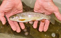 Disease-Resistant Baby Rainbow Trout Produced in Iran