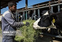 Iranian Knowledge-Based Company Makes Machine to Produce Fresh Fodder Daily for Livestock
