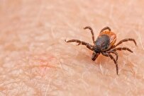 Researchers in Iran Sets up Specific Center to Study, Fight Ticks