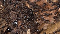 Some African Birds Follow Nomadic Ants to Their Next Meal