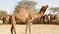 Camel Breeding Development Scheme to Boost Food Security in Iran