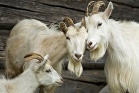 Iranian Researcher Launches 1st Iranian Goat Genome Variation Database
