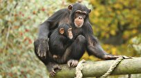 Apes Show Remarkable Memory for Long-Lost Friends