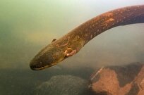 Electricity from Electric Eels May Transfer Genetic Material to Nearby Animals