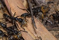 Ants Recognize, Treat Infected Wounds with Antibiotics