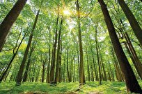 Simple Mathematical Rules Cannot Explain Complexity of Forests