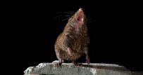 Singing Mice Unlock Mysteries of Brain Time Perception