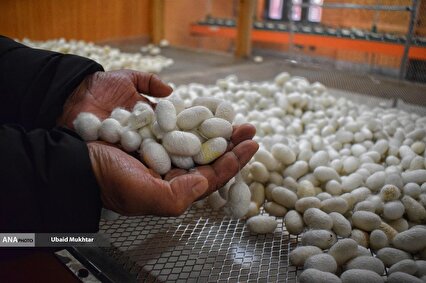 Silk Weaving Factory in Kashmir (Exclusive)