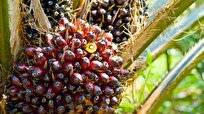 Malaysia's Palm Oil Stock Down 11.83 Percent in January