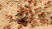 Australia Boosts Funding for Invasive Fire Ant Eradication Efforts