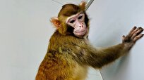 Cloned Rhesus Monkey Grows into Adulthood for First Time