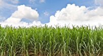 knowledge-based-companies-in-iran-sign-contract-to-develop-environmentally-friendly-technologies-for-sugarcane-industry