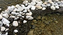 New Zealand Sees Increase in Toxic Algae in Waters in Coming Summer