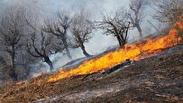 Iranian Researchers Offer New Method for Post-Fire Recovery of Plant Biodiversity