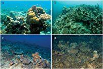Satellites Reveal Fine-Scale Global Area Estimates for Coral Reefs