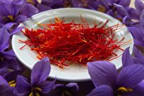 Nat’l Center of Genetic, Biological Resources of Iran Introduces 6 New Species of Saffron Genus
