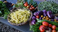 groundbreaking-new-research-reveals-early-human-diets-as-primarily-plant-based