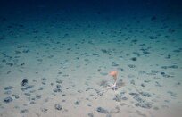 Marine Biologists Discover Unexpected Biodiversity on Ocean Floor