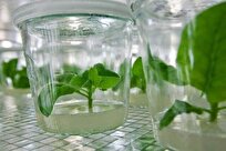 Iranian Firm Uses Tissue Culture Method to Produce Seedlings with Mother Plant's Features