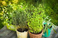 iranian-technological-company-produces-commercializes-17-herbal-plants