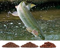 Iranian Knowledge-Based Firm Produces Feed for Rainbow Trout