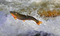 Iranian Knowledge-Based Firm Saves 91 Million US Dollars by Producing Rainbow Trout Feeds