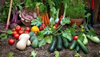 Sri Lanka Allocates 750,000 USD for Home Gardening to Boost Agriculture