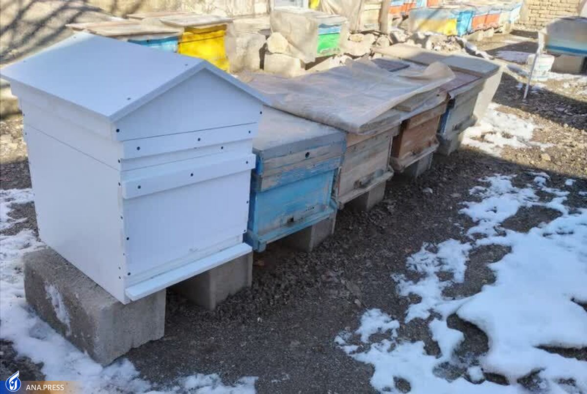 افزایش بهره‌وری محصولات زنبور عسل با ساخت کندوی کف‌باز
