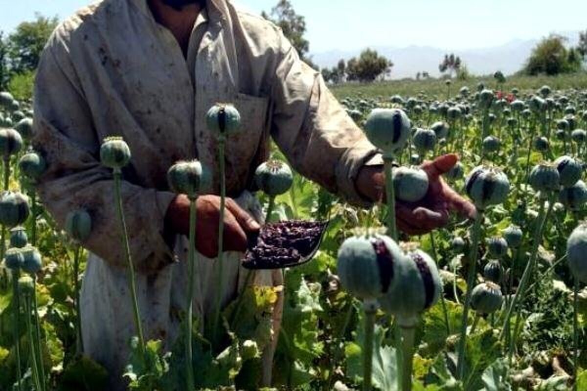 کشت خشخاش در افغانستان افزایش یافت