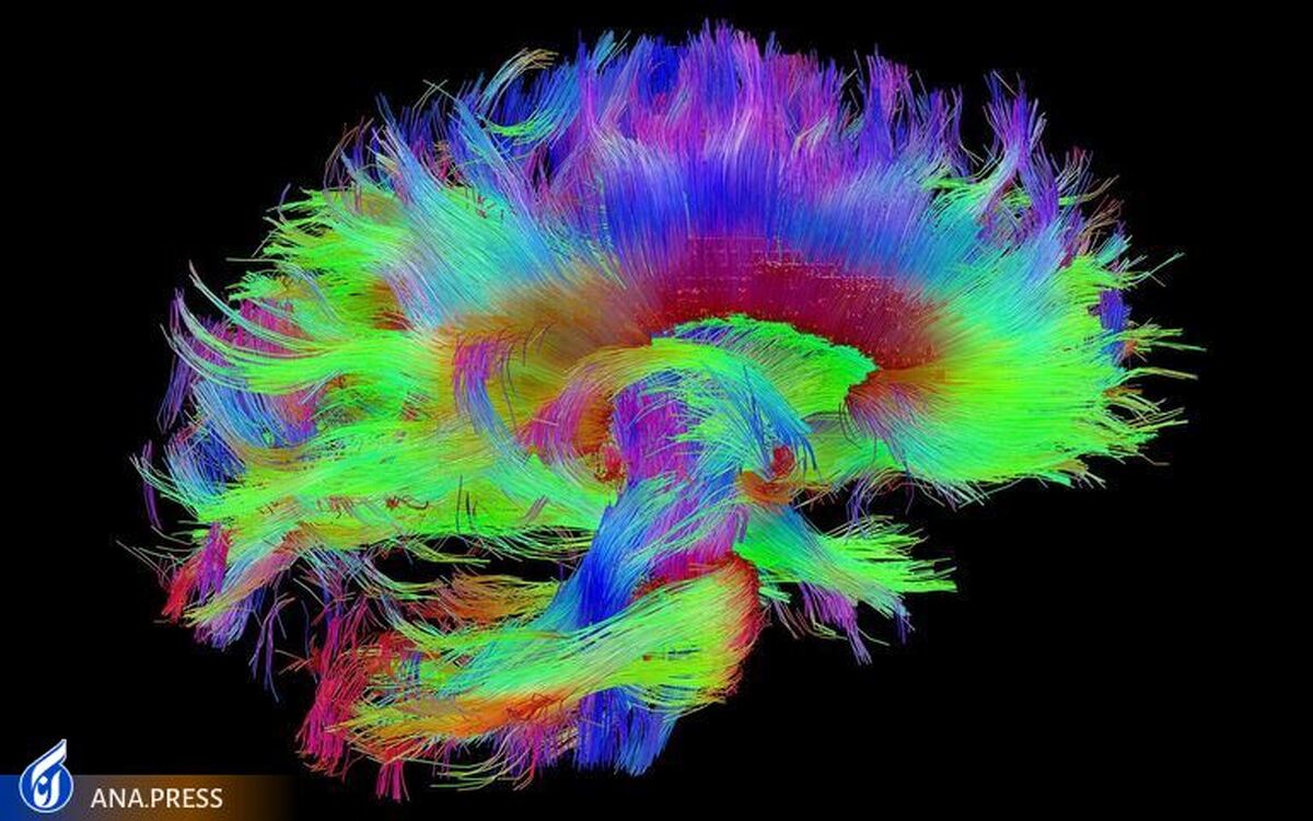 دانشمندان دقیق‌ترین نقشه مرکز حافظه مغز را ترسیم کرده‌اند+عکس